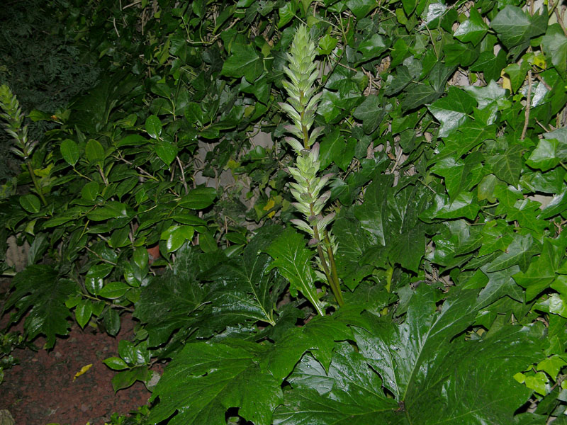 Acanthus mollis